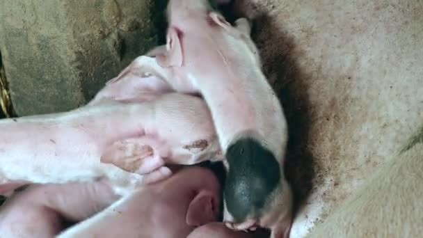 Neugeborene Ferkel ergreifen die Zitzen der Sau und kämpfen um die Muttermilch - Filmmaterial, Video