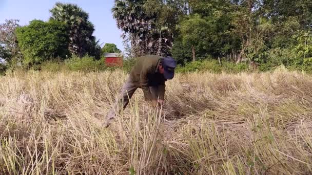 Farmer bundling rice straws into a sheaf in the field - Кадри, відео