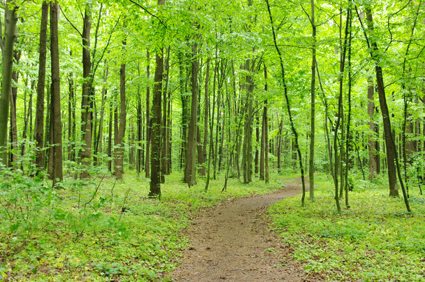 Green forest - Valokuva, kuva