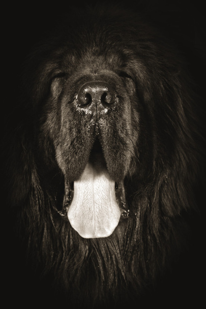 tibeti masztiff kutya - Fotó, kép