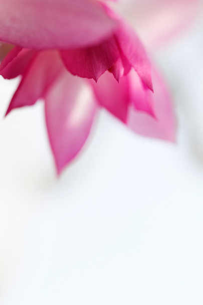 Christmas cactus flower - Фото, изображение