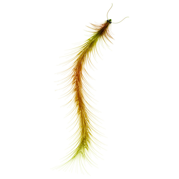 Caterpillar  on a white background - Vector, Image