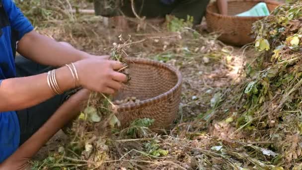 agricultores sentados de pernas cruzadas no chão de um quintal e a arrancar amendoins das plantas colhidas
 - Filmagem, Vídeo