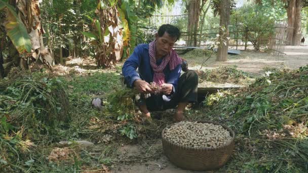 boer zitten met gekruiste benen op de grond van een erf en het trekken van pinda's van geoogste planten - Video