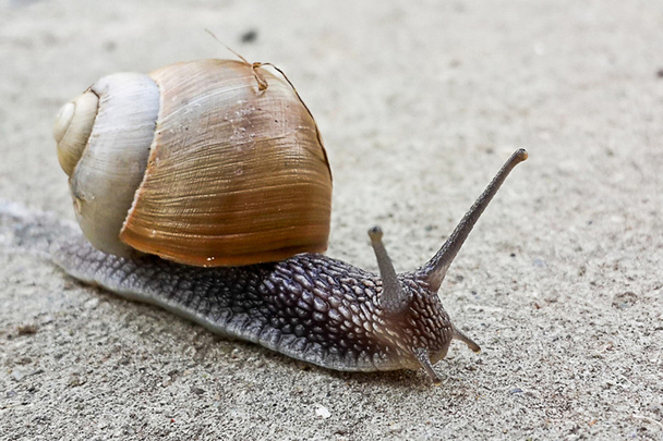 Snaile sulla pista sterrata in macro primo piano sfondo sfocato - Foto, immagini