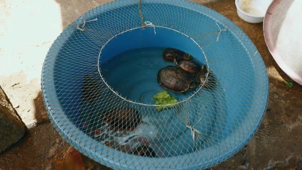 Tartarughe catturate in un lago e conservate in un bacino di plastica (in vendita al mercato locale
), - Filmati, video