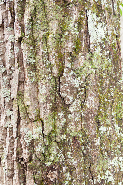 樹皮の木目テクスチャ - 写真・画像