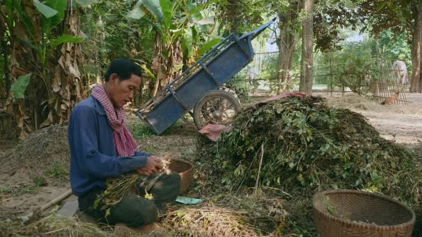 rolnik siedzący ze skrzyżowanymi nogami na ziemi gospodarski i ściągając orzeszki ziemne zebranych roślin - Materiał filmowy, wideo