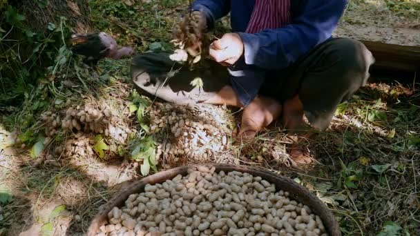 agricultor sentado de pernas cruzadas no chão de um quintal e arrancando amendoins das plantas colhidas
 - Filmagem, Vídeo
