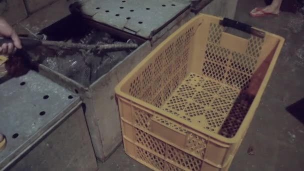 Trasferimento di pesci vivi da casse per la pesca del metallo a casse di plastica mediante rete a mano
 - Filmati, video