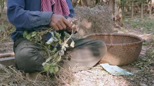 keresztbetett lábbal ül a földön egy udvaron, és levetette a földimogyoró gazda betakarított növények - Felvétel, videó
