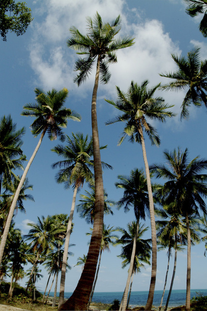 Palm in koh Samui island. - Zdjęcie, obraz