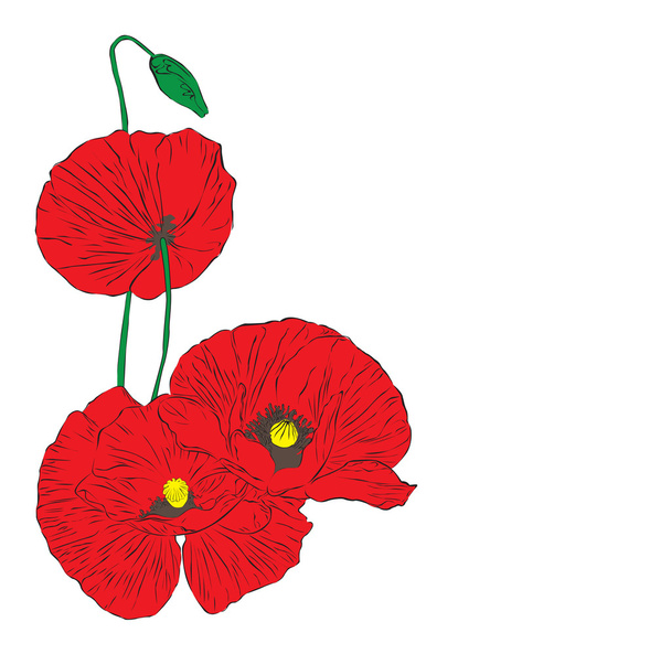 Poppies on a white background - Vector, Image