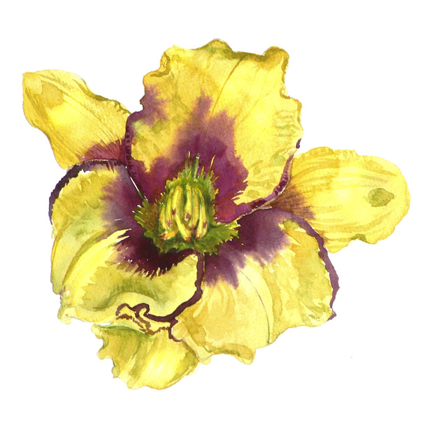 Watercolor flower daylily - Photo, Image