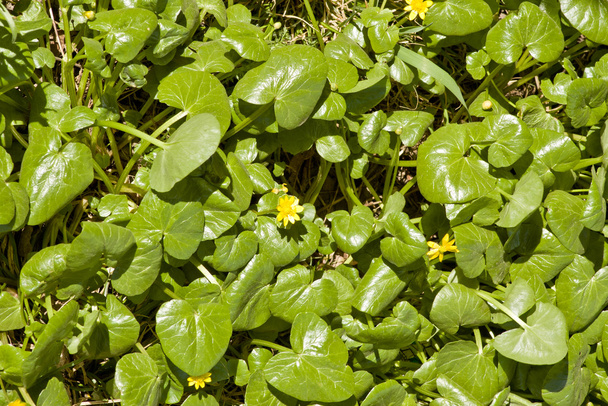 virágzó Salátaboglárka (ficaria verna, ranunculus ficaria)  - Fotó, kép
