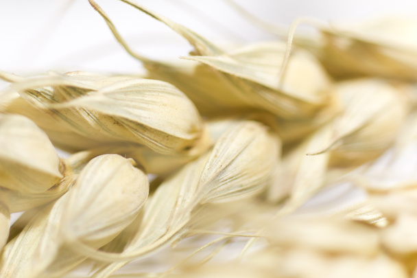Macro of wheat plant - Foto, afbeelding