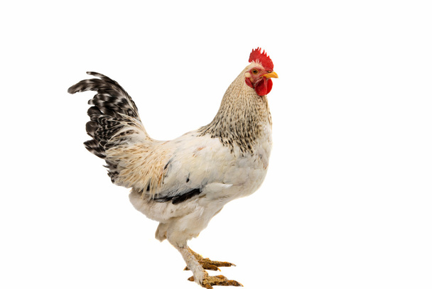 Rooster isolated cockere - Φωτογραφία, εικόνα