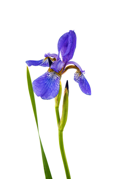 Irisblüte isoliert  - Foto, Bild