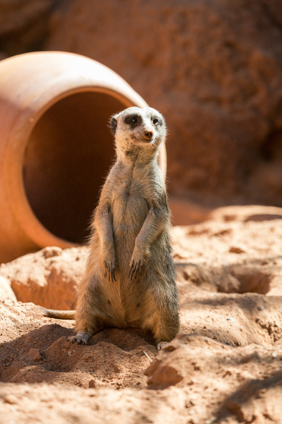 Meerkat stoi strażnik (Suricata suricatta) - Zdjęcie, obraz