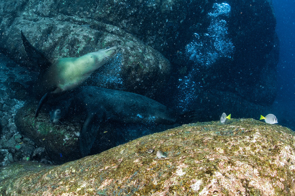 Cachorro león marino bajo el agua mirándote
 - Foto, Imagen
