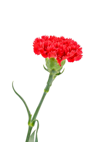 Red Carnation bloemen op witte achtergrond. - Foto, afbeelding