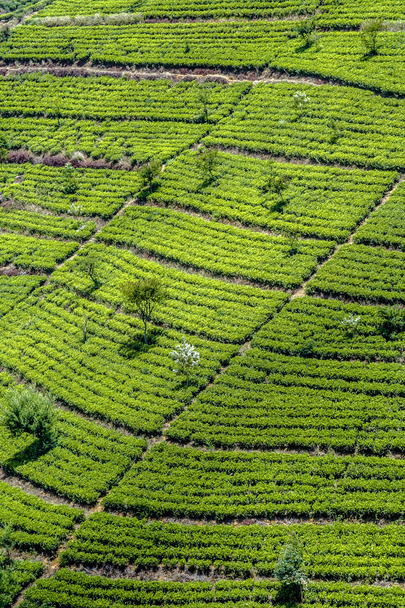 πράσινου ΤΕΕ terrasses στην ορεινή περιοχή της από τη Σρι Λάνκα  - Φωτογραφία, εικόνα