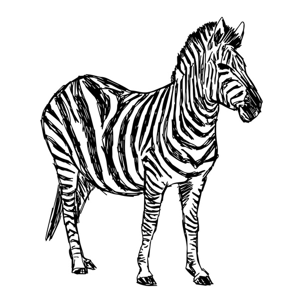 Иллюстрация векторные каракули руки нарисованы эскиз зебры стоять и
 - Вектор,изображение