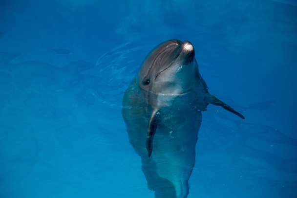 δελφινιών κοντά επάνω πορτρέτο ενώ ψάχνει σε σας ενώ χαμογελά - Φωτογραφία, εικόνα