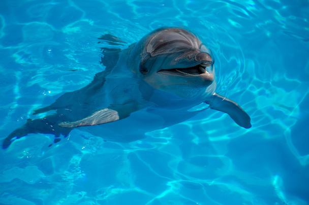 delfín de cerca retrato mientras te mira mientras sonríe
 - Foto, imagen