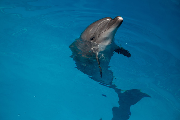дельфин крупным планом портрет, глядя на вас, улыбаясь
 - Фото, изображение