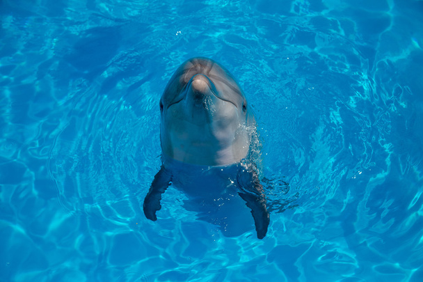δελφινιών κοντά επάνω πορτρέτο ενώ ψάχνει σε σας ενώ χαμογελά - Φωτογραφία, εικόνα