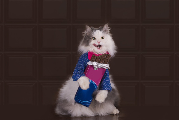 Çikolata yemeyi kedi sever - Fotoğraf, Görsel