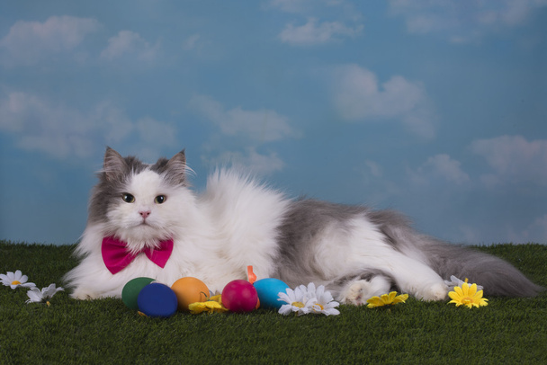 кіт у костюмі кролик святкує Великдень
 - Фото, зображення
