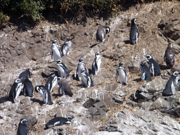 pinguins σε κράτησης punihuil Νήσο Τσιλόε στη Χιλή - Φωτογραφία, εικόνα