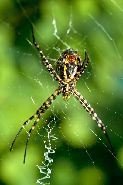 Людина-павук, Argiope bruennichi
 - Фото, зображення