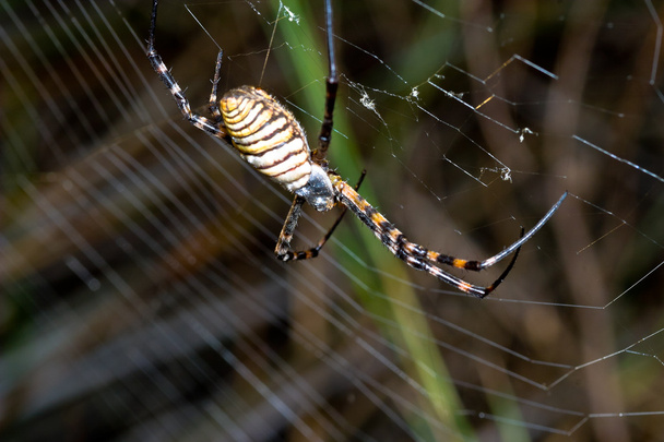Spinne, Argiope bruennichi - Foto, Bild