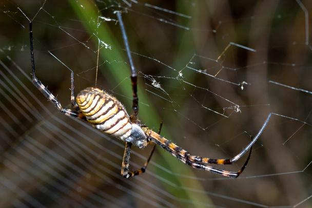 Людина-павук, Argiope bruennichi
 - Фото, зображення
