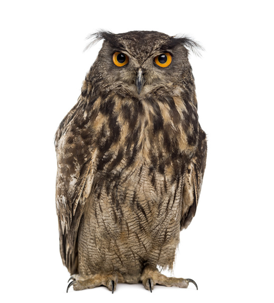 Eurasian eagle-owl (Bubo bubo) in front of a white background - Photo, Image