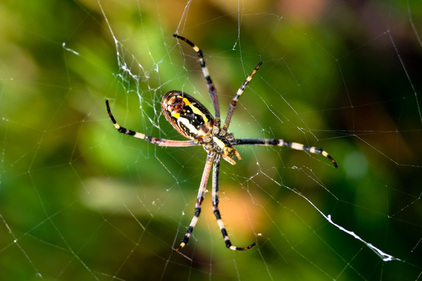 Araña, Argiope bruennichi
 - Foto, imagen