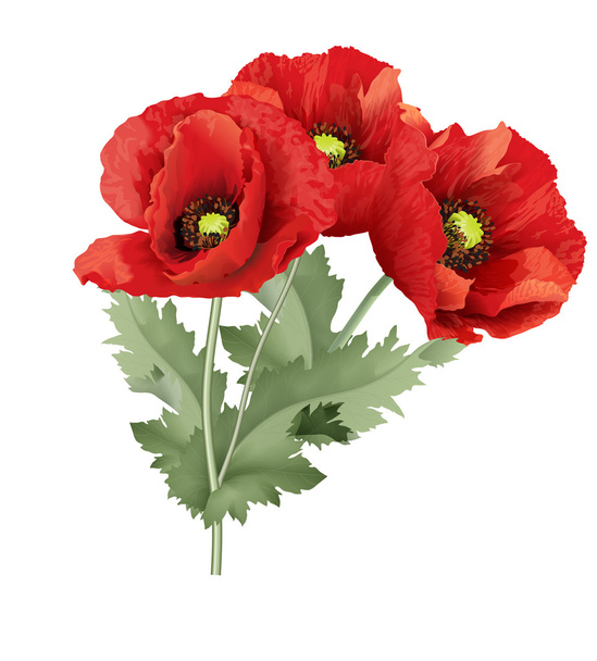 Three red poppy flower with green leaves. - Вектор,изображение