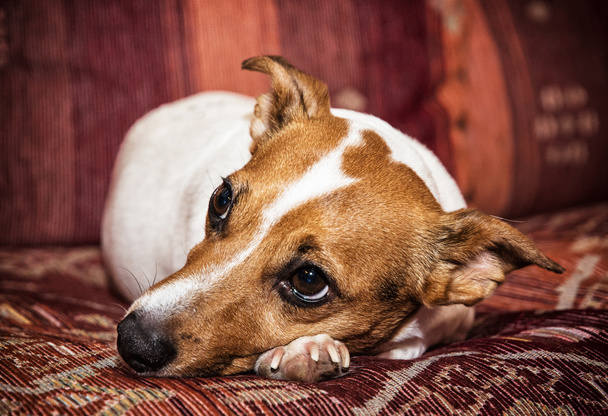 Jack russell terrier portré - Fotó, kép