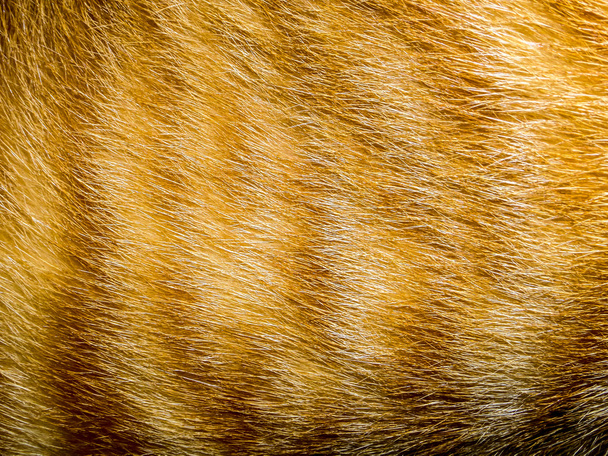 μαλλιά της γάτας - Φωτογραφία, εικόνα