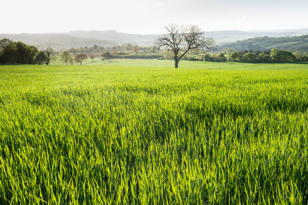 Green field with wooded huills - Foto, Imagem