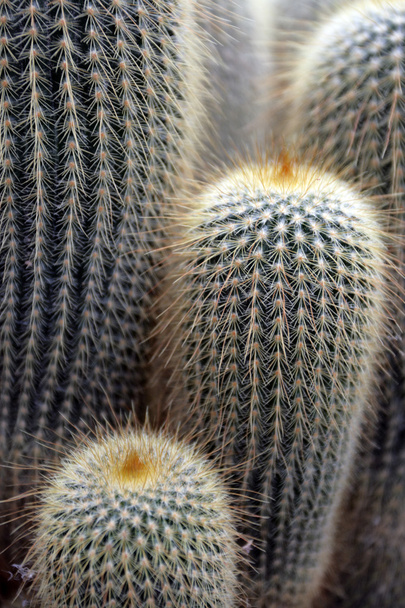 Close-up beeld van cactus - Foto, afbeelding