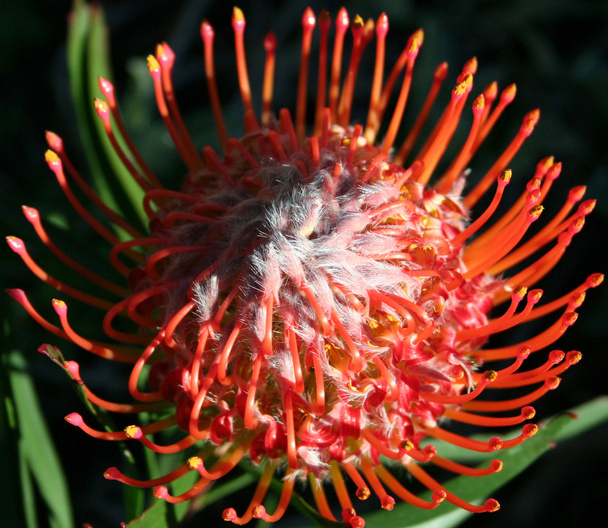 Rode Pincushion Southafrican Protea (Proteaceae) - Foto, afbeelding