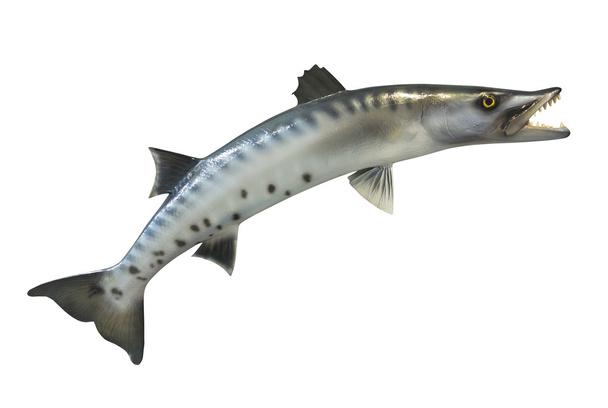 Great Barracuda fish isolated - Foto, Imagen