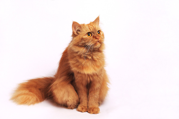 bolyhos vörös macska - Fotó, kép