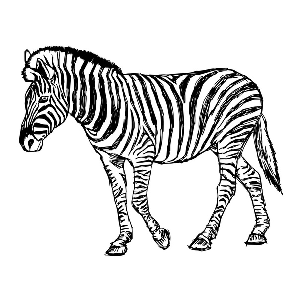 Иллюстрация векторные каракули руки нарисованы эскиз зебры стоять и
 - Вектор,изображение