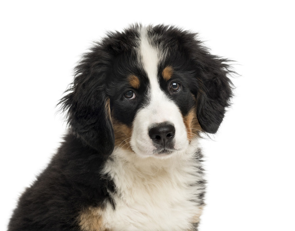 Primo piano di un cucciolo di cane da montagna bernese davanti a un bac bianco
 - Foto, immagini