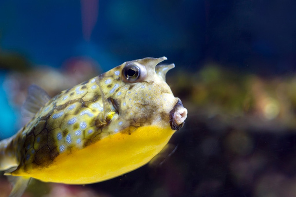 colorful sea fish in the aquarium - Foto, Imagen